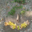 VS Haselstauden Wald5.jpg