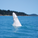WhiteHumpbackWhale_Whitsundays1.JPG