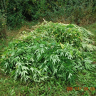 Marihuana Plantagen in Sieghartskirchen 5.10.2011