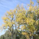 Herbstimpressionen am Lochauer Bodenseeufer
