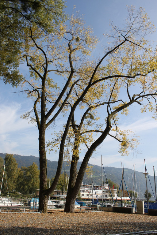 Herbst am See _6__jpg-1317882889