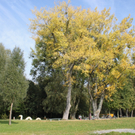 Herbst am See _5__jpg-1317882868