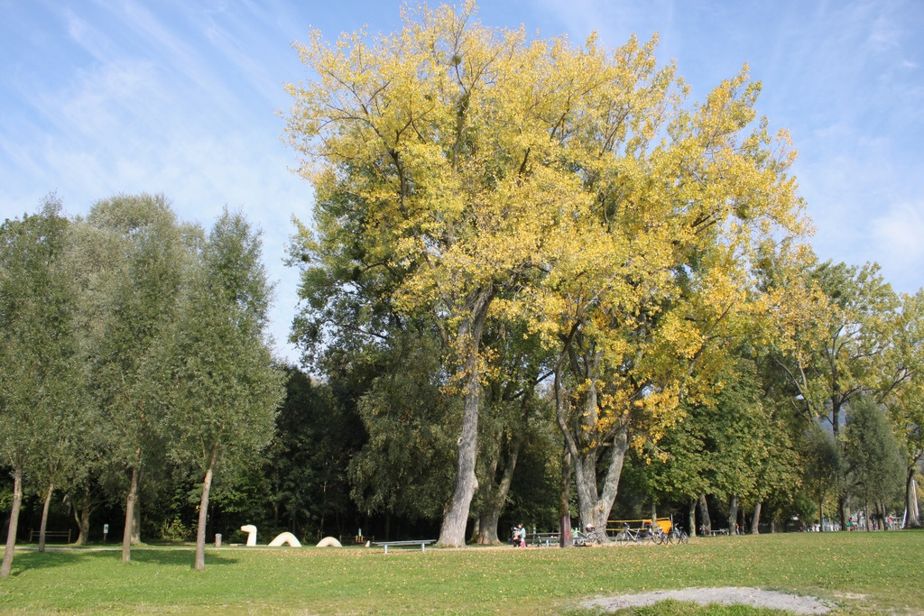 Herbst am See _5__jpg-1317882868