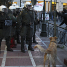Greece_Street_Dog_LON107.jpg