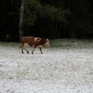 normal_08102011fmt_schnee_fm_18.jpg