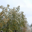 normal_09102011schneerlaktivnews__20_.jpg