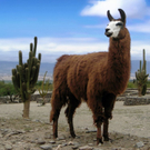 Lama_animal_jpg-1318231988