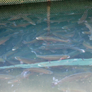 Wasserfest073.JPG