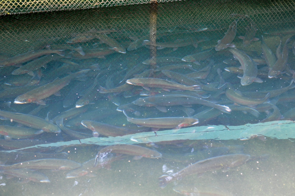 Wasserfest073.JPG