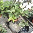 DSC07856.JPG
