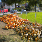 Kürbisverkauf in Feldkirch - Altenstadt
