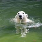 Eisbärenweibchen Tania im  Tiergarten Schönbrunn 