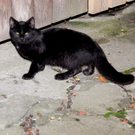 Br_Hems Zimmer Katze16_1.jpg