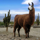Lama_animal_jpg-1318606011