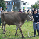 Viehfest H__chst 14_10_2011 4_jpg-1318606021