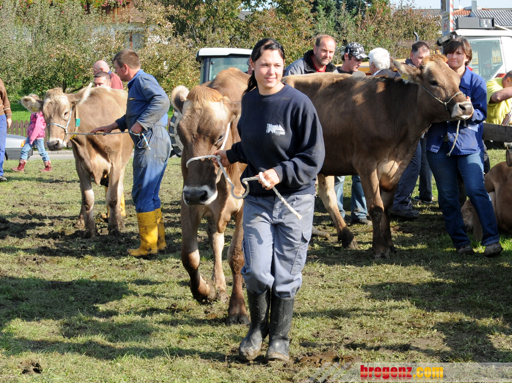 Viehfest H__chst 14_10_2011 22_jpg-1318607965.jpg