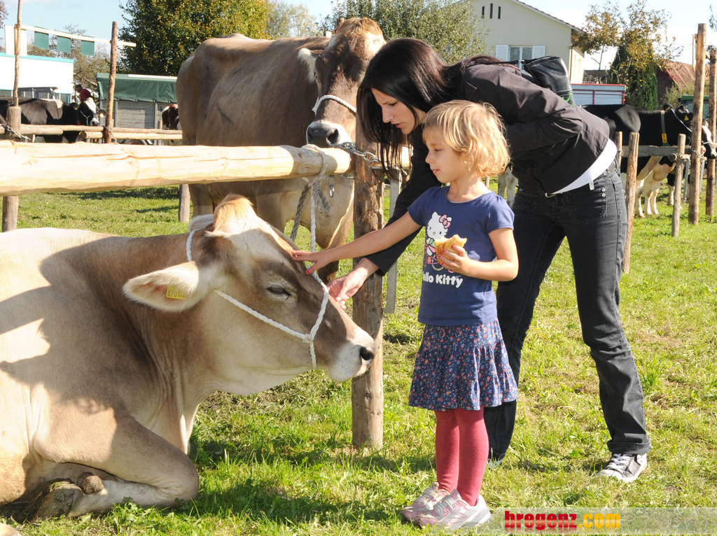 Viehfest H__chst 14_10_2011 92_jpg-1318607807.jpg
