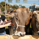 Viehfest H__chst 14_10_2011 93_jpg-1318607826.jpg