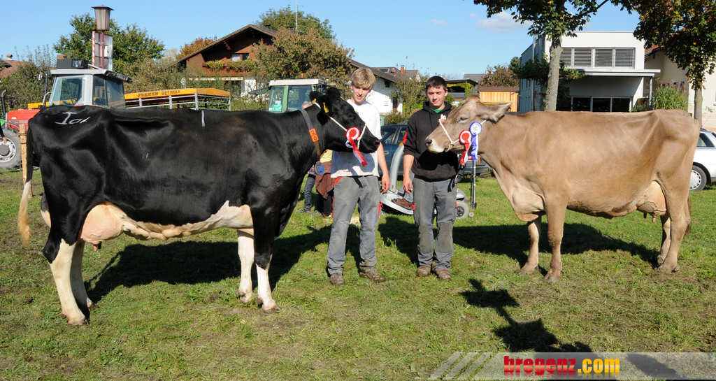 Viehfest H__chst 14_10_2011 110_jpg-1318607878.jpg