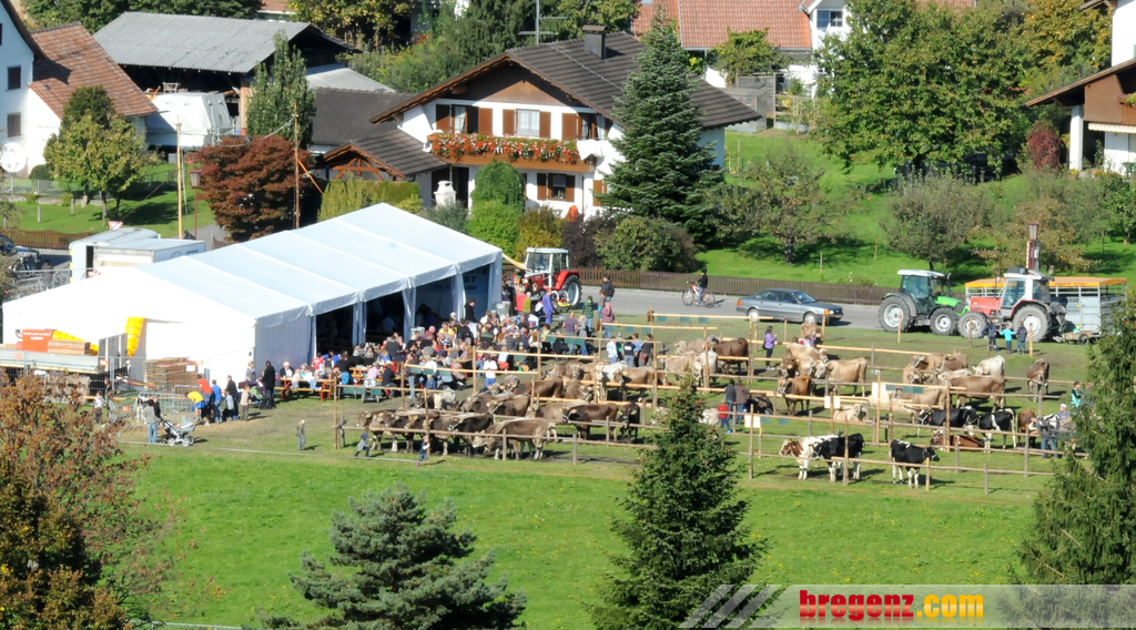 Viehfest H__chst 14_10_2011 128_jpg-1318607897.jpg