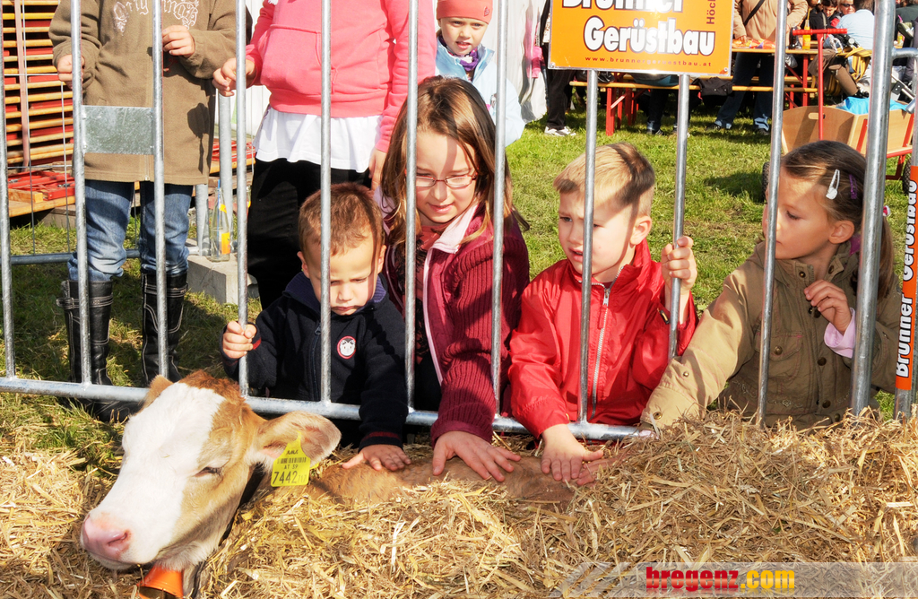 Viehfest H__chst 14_10_2011 33_jpg-1318607940.jpg