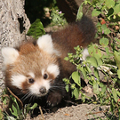 Bilder der Pandababys