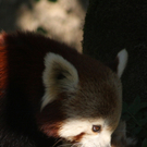 ZooSBG_RotePandas_Banja_Nachwuchs.jpg