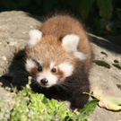 ZooSBG_RoterPanda_Nachwuchs.jpg