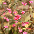 normal_15102011herbsthigligthsspaktivnews_013.JPG