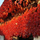 normal_15102011herbsthigligthsspaktivnews_014.JPG