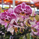 normal_15102011herbsthigligthsspaktivnews_020.JPG