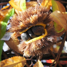 normal_15102011herbsthigligthsspaktivnews_023.JPG
