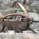 BK_wildpark_FK 14_jpg-1318800587