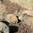 BK_wildpark_FK 18_jpg-1318800603