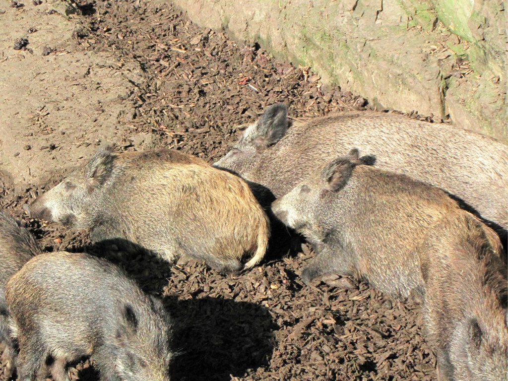 BK_wildpark_FK 18_jpg-1318800603