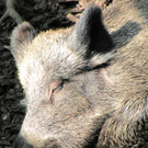 BK_wildpark_FK 19_jpg-1318800607