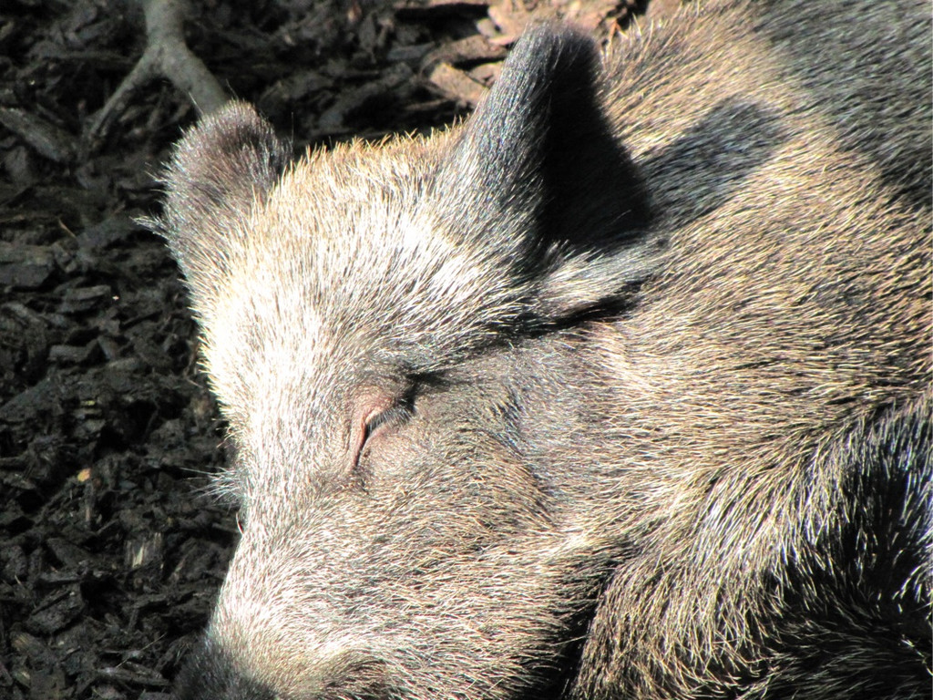 BK_wildpark_FK 19_jpg-1318800607