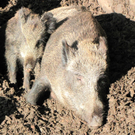 BK_wildpark_FK 20_jpg-1318800612