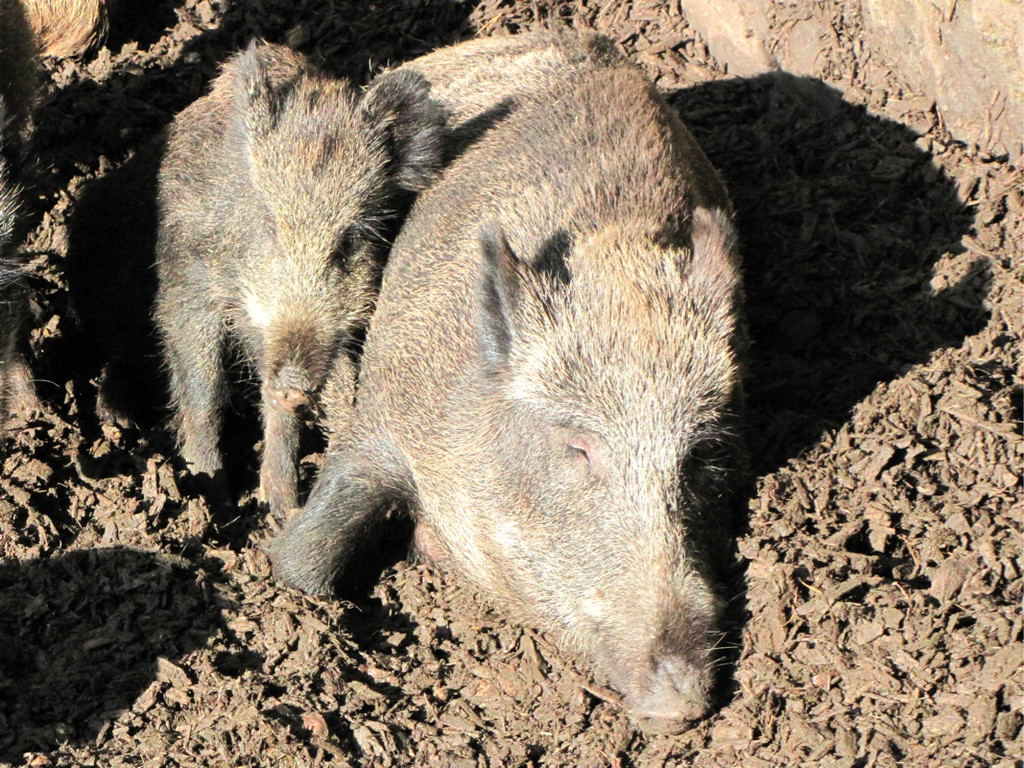 BK_wildpark_FK 20_jpg-1318800612