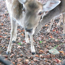 BK_wildpark_FK 30_jpg-1318800652