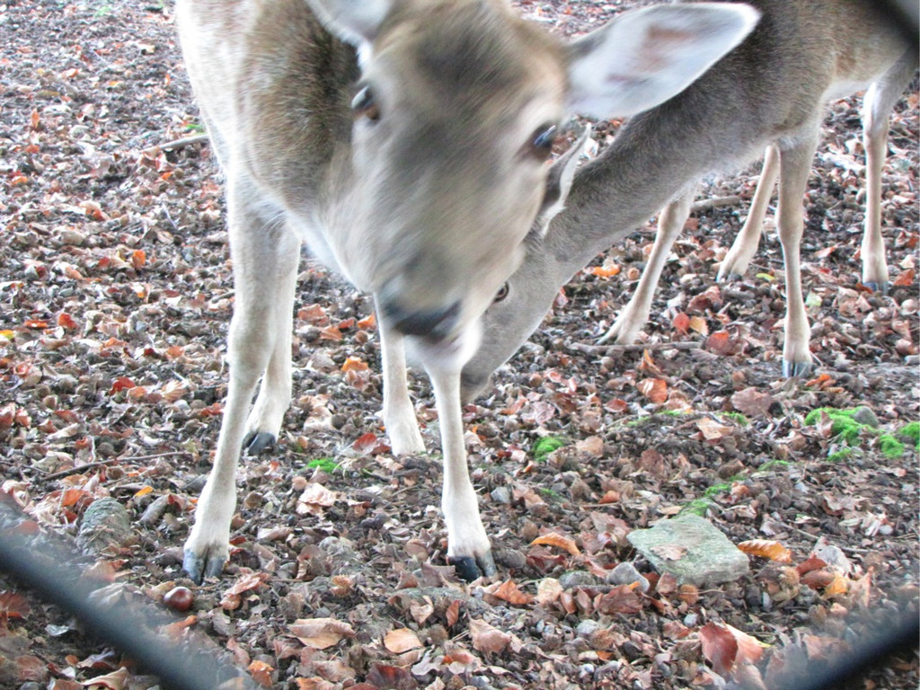 BK_wildpark_FK 30_jpg-1318800652