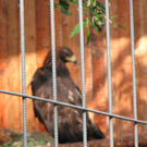 BK_wildpark_FK 31_jpg-1318800654