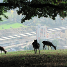 BK_wildpark_FK 33_jpg-1318800664