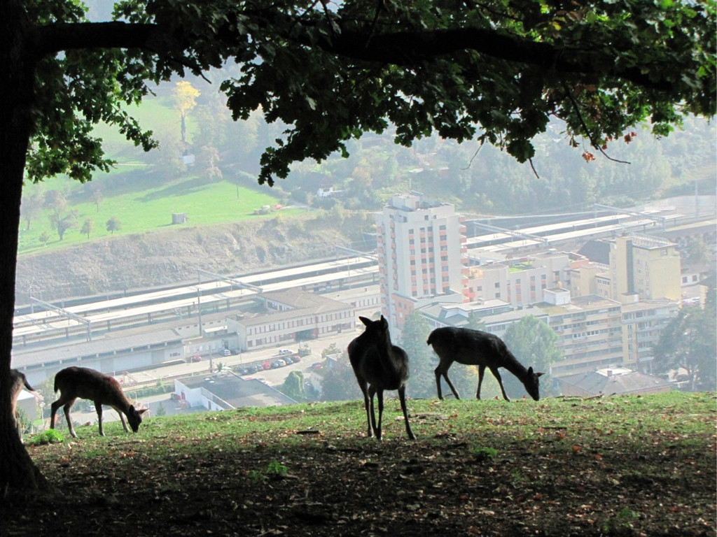 BK_wildpark_FK 33_jpg-1318800664