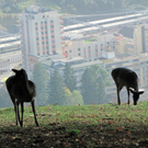 BK_wildpark_FK 34_jpg-1318800668