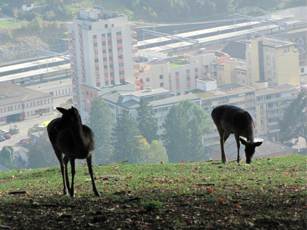 BK_wildpark_FK 34_jpg-1318800668