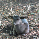 BK_wildpark_FK 35_jpg-1318800672