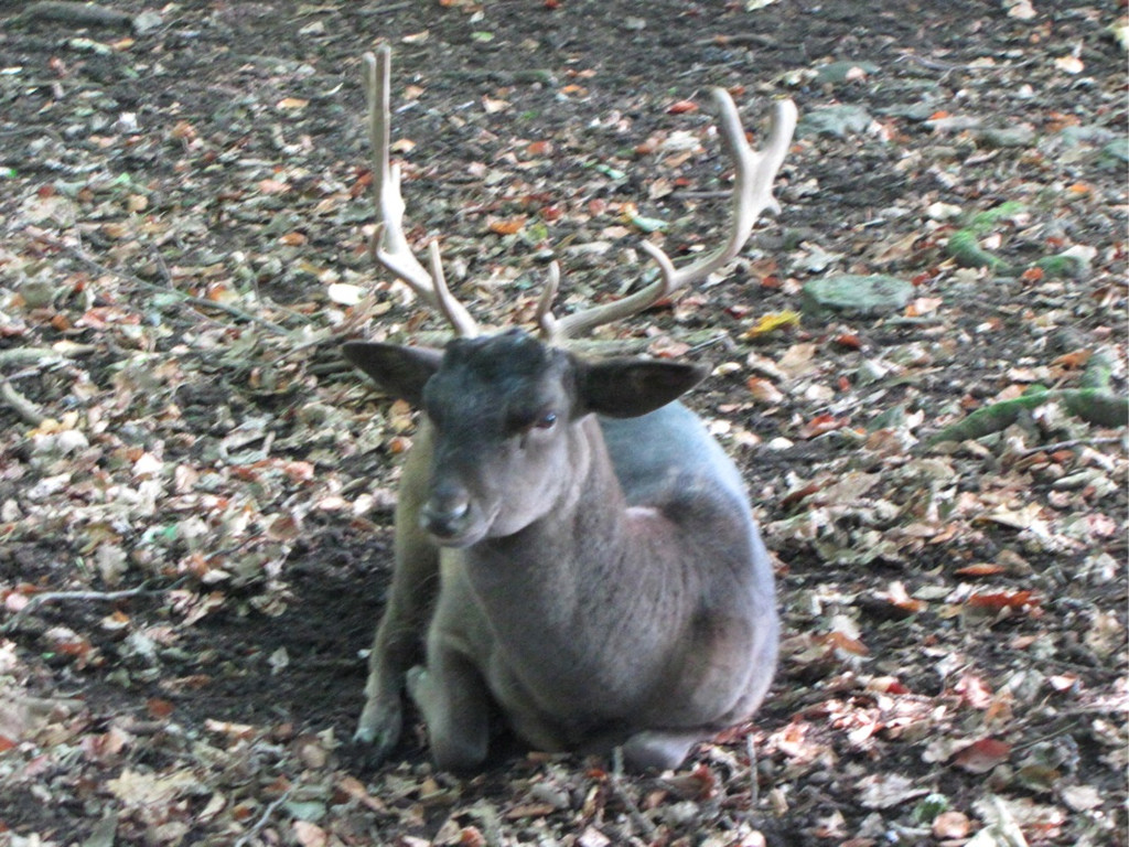 BK_wildpark_FK 35_jpg-1318800672