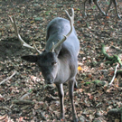 BK_wildpark_FK 36_jpg-1318800675