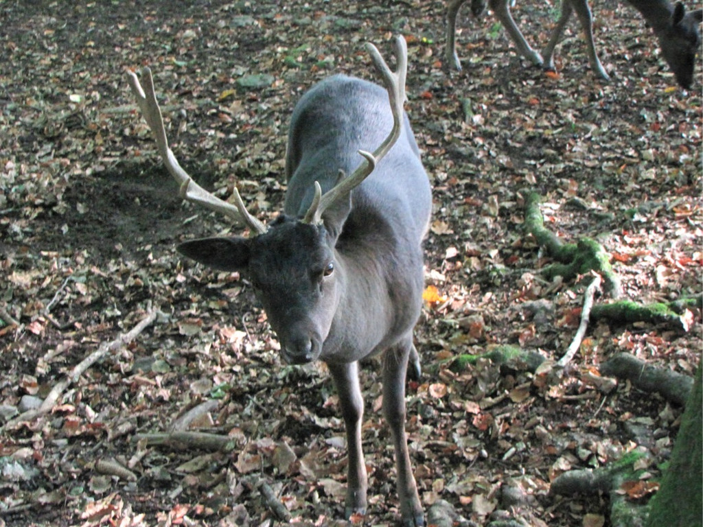 BK_wildpark_FK 36_jpg-1318800675